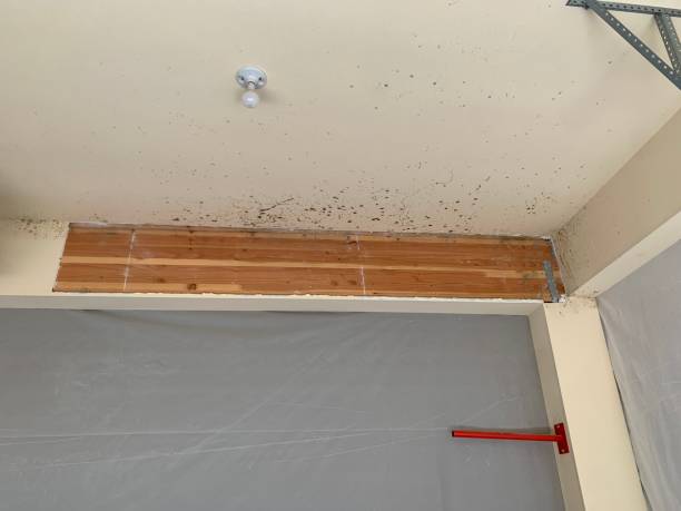 Best Attic Mold Removal  in Marion Oaks, FL