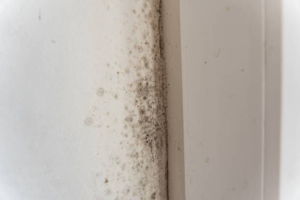 Best Environmental Consulting for Mold Prevention  in Marion Oaks, FL